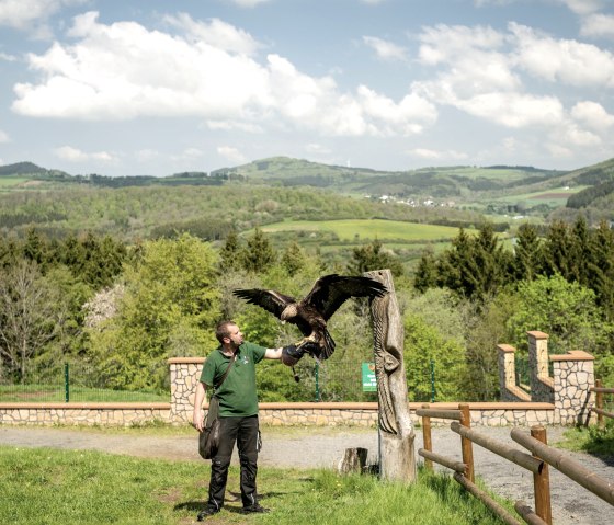 Flugschau im Wild- und Erlebnispark Daun, © Eifel Tourismus GmbH, Dominik Ketz Flugschau im Wild- und Erlebnispark Daun, © Eifel Tourismus GmbH, Dominik Ketz