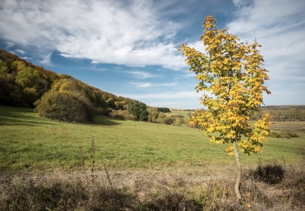 Bildbeschreibung, © Copyright Bildbeschreibung, © Copyright