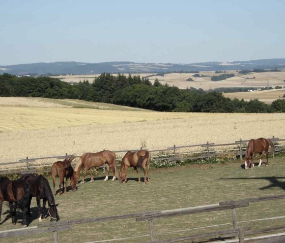 Ausblick mit Pferden, © Reit-und Ferienanlage Pyrmonter Hof Ausblick mit Pferden, © Reit-und Ferienanlage Pyrmonter Hof