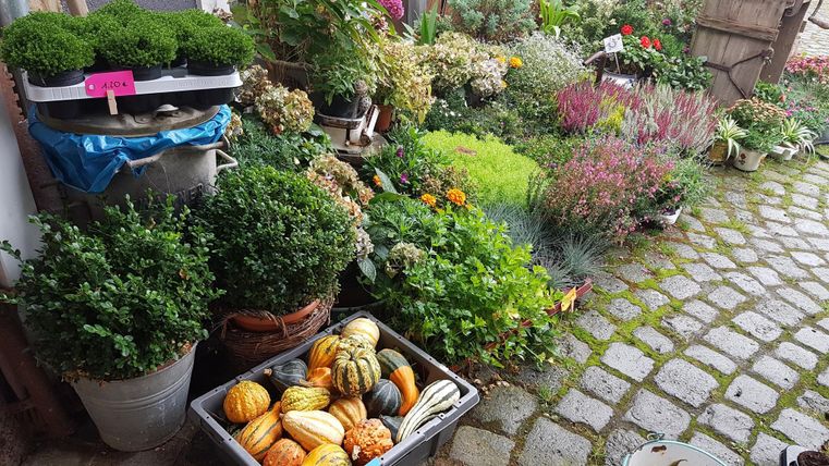 Ein wunderschöner Garten mit zahlreichen Pflanzen und Herbstgemüse. Kürbisse liegen in einem Korb auf dem gepflasterten Boden.