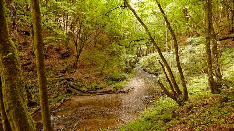 Ein grüner Wald mit dichtem Laub und einem klaren Bach, der durch die Landschaft fließt. Die natürliche Umgebung strahlt Ruhe und Frieden aus.