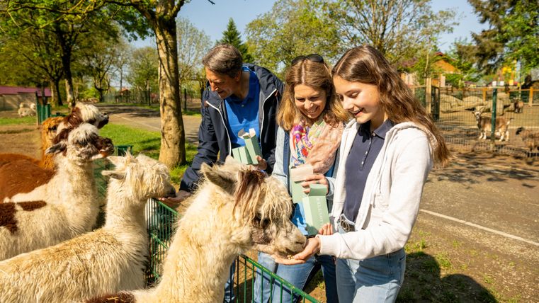 Eine Gruppe von Personen füttert Alpakas in einer sonnigen Umgebung. Die Menschen scheinen Freude am Kontakt mit den Tieren zu haben.
