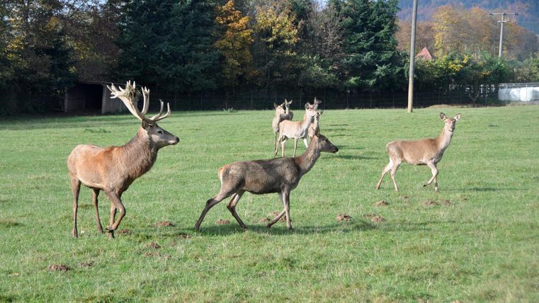 Eine Gruppe von Rehen steht auf einer grünen Wiese. Im Hintergrund sind Bäume und ein klarer Himmel zu sehen.