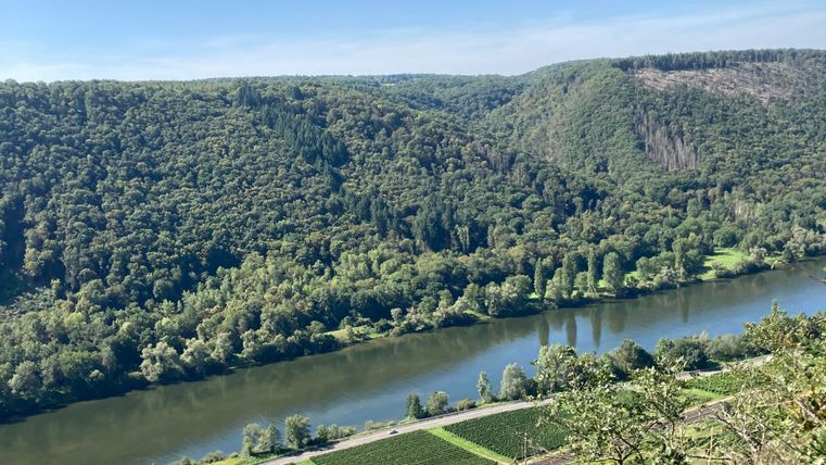Eine malerische Landschaft mit einem Fluss, umgeben von sanften Hügeln und Weinbergen. Der Himmel ist klar und blau, was die Natur in voller Pracht zeigt.