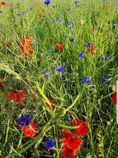 Ein buntes Blumenfeld mit roten und blauen Blumen. Das Gras ist hoch und üppig.
