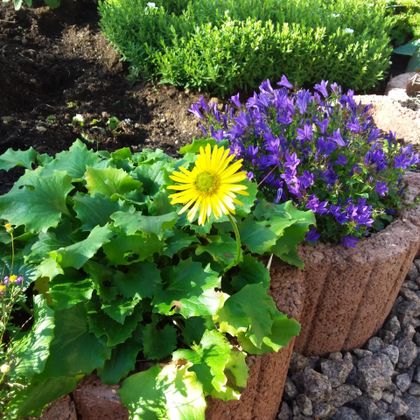 Ein bunter Garten mit grünen Pflanzen und leuchtenden Blumen. In der Mitte steht eine gelbe Blume und violette Glockenblumen blühen daneben.
