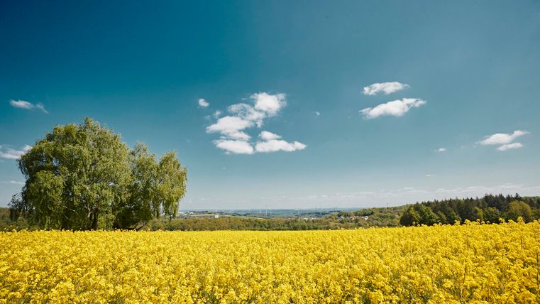Ein leuchtend gelbes Rapsfeld unter einem klaren blauen Himmel. Im Hintergrund sind Bäume und sanfte Hügel zu sehen.