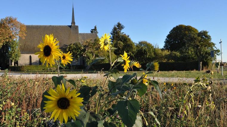 Eine sonnige Landschaft mit Sonnenblumen im Vordergrund. Im Hintergrund steht eine Kirche unter einem klaren Himmel.
