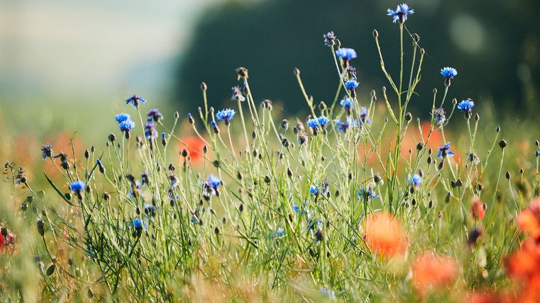 Zahlreiche blaue Kornblumen blühen auf einer natürlichen Wiese, durchsetzt mit vereinzelten roten Mohnblumen. Im Hintergrund sind unscharf Felder und Bäume zu erkennen – eine sommerliche, naturnahe Szene.