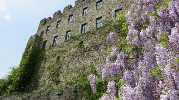 Eine alte Burg mit vielen Fenstern und beeindruckender Architektur. Vor der Burg blühen violette Glyzinien.