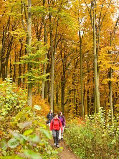 Drei Personen gehen auf einem Pfad durch einen herbstlichen Wald. Die Bäume sind in leuchtenden Gelb- und Orangetönen gefärbt.