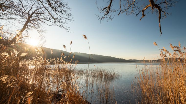 Ein ruhiger See umgeben von hohen Gräsern und Bäumen. Die Sonne geht auf und reflektiert sich im Wasser.