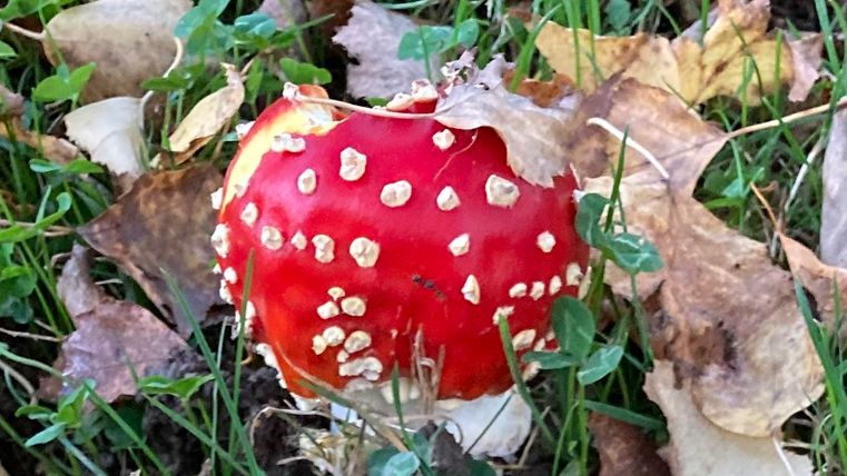 Ein leuchtend roter Fliegenpilz steht im Gras zwischen fallendem Laub. Die weiße Punkte auf dem Hut sind deutlich sichtbar.