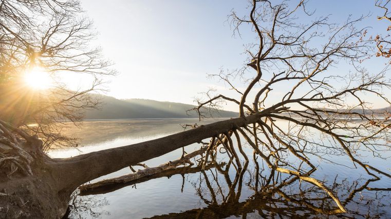 Ein schöner Sonnenaufgang über einem ruhigen See, mit einem umgestürzten Baum, der ins Wasser ragt. Die Spiegelung des Baumes verstärkt die friedliche Atmosphäre der Szene.