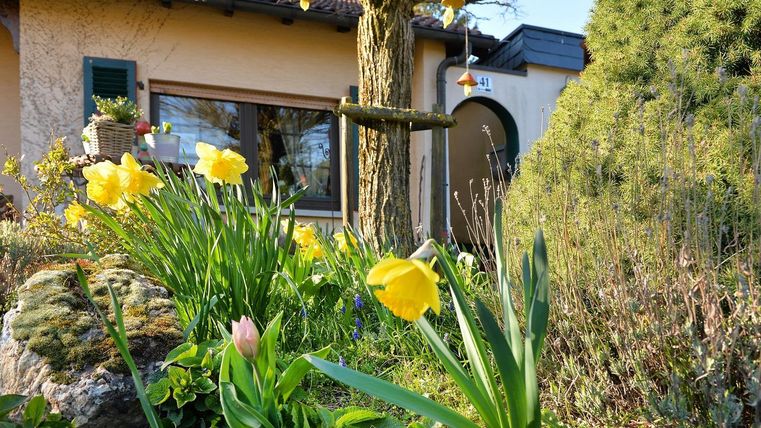 Een mooie tuin met kleurrijke bloemen, waaronder gele narcissen en een roze tulp. Op de achtergrond is een gezellige woning met een groot raam zichtbaar.