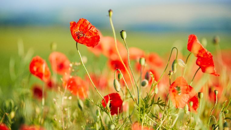 Ein Feld voller leuchtend roter Mohnblumen an einem sonnigen Tag. Im Vordergrund sind einzelne Blüten und Knospen deutlich erkennbar, der Hintergrund verschwimmt sanft und zeigt grüne Wiesen mit leichtem Hügelland.