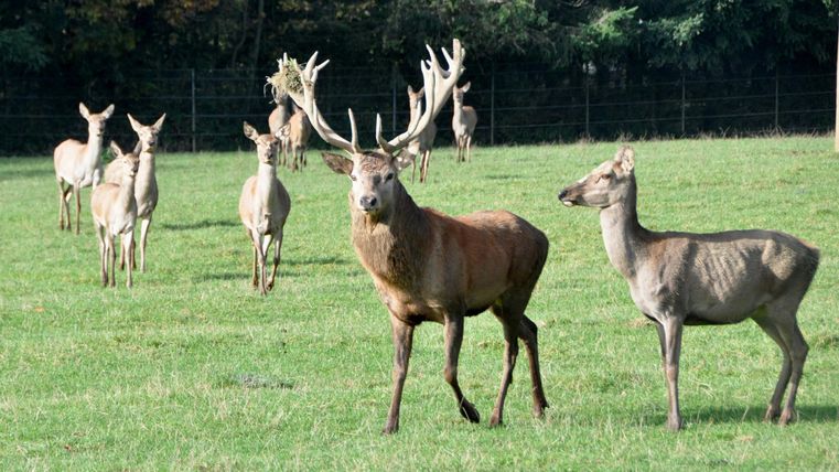 Eine Gruppe von Rehen auf einer grünen Wiese. Ein prächtiger Hirsch steht im Vordergrund, umgeben von mehreren weiblichen Rehen.