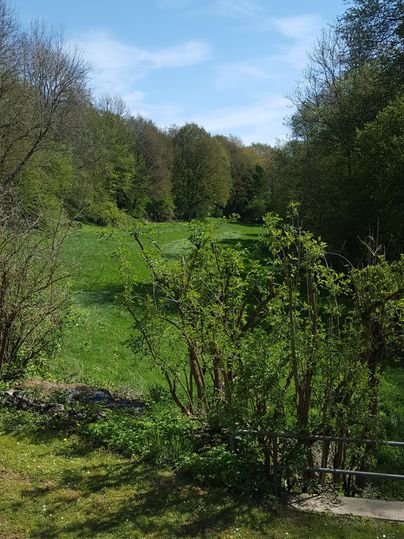Eine grüne Wiese umgeben von Bäumen unter einem blauen Himmel. Im Vordergrund wachsen Sträucher und Pflanzen.