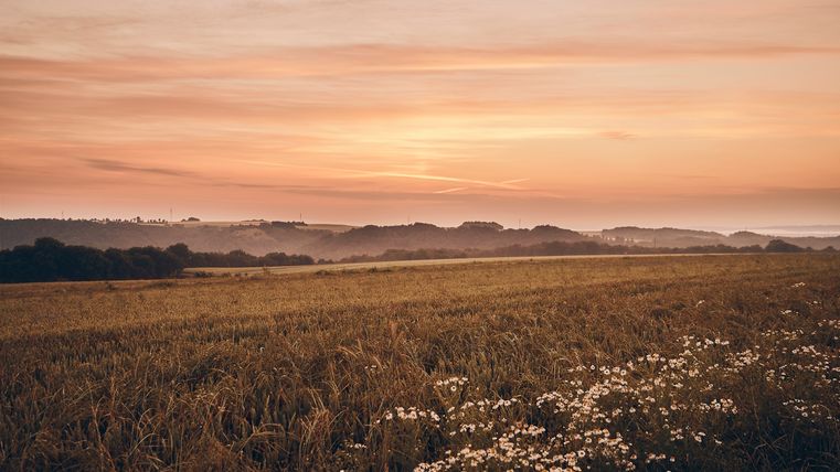 Weite Getreidefelder mit weißen Wildblumen im Vordergrund, dahinter sanfte Hügelketten unter einem orange-rosafarbenen Himmel bei Sonnenaufgang.