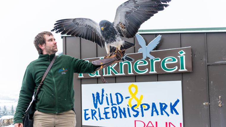 Ein Mann hält einen Greifvogel auf seinem Arm vor einem Schild des Wild- und Erlebnisparks Daun. Im Hintergrund ist der Schnee zu sehen.