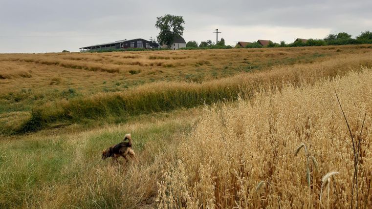 Un vaste paysage de champs dorés sous un ciel nuageux. Au premier plan, il y a un chien qui renifle dans l'herbe haute.