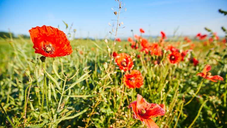 Ein blühendes Feld mit leuchtend roten Mohnblumen.