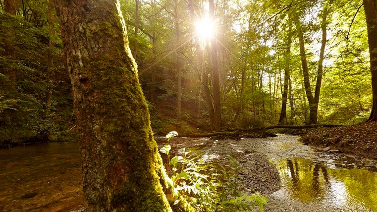 Ein ruhiger Wald mit einem glitzernden Bach. Sonnenlicht strahlt durch die Bäume und schafft eine friedliche Atmosphäre.