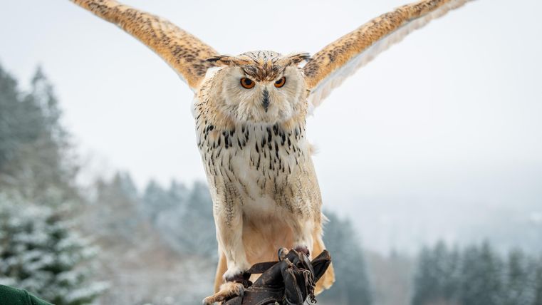 Eine majestätische Eule mit ausgebreiteten Flügeln sitzt auf einem Handschuh. Die winterliche Landschaft im Hintergrund ist schneebedeckt und wirkt ruhig.