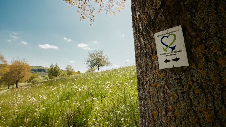 Wanderwegweiser ‚Steinbach Rundweg Masburg‘ am Baum, im Hintergrund eine blühende Frühlingswiese unter blauem Himmel.