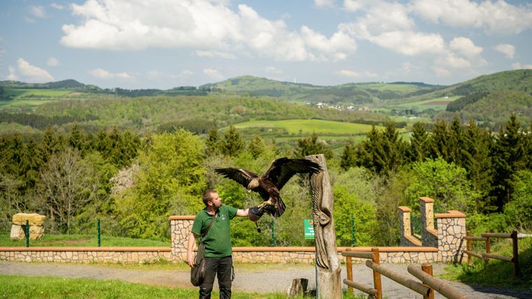Ein Falkner steht in der Natur und hält einen mächtigen Greifvogel auf seiner Hand. Im Hintergrund erstreckt sich eine grüne Landschaft mit sanften Hügeln.