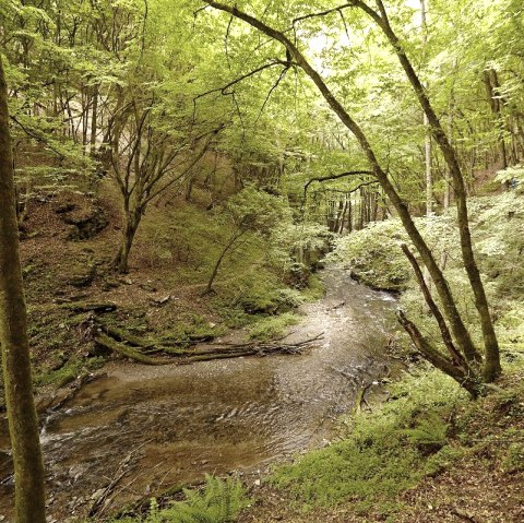 Romantisches Enderttal, © Schieferland Kaisersesch
