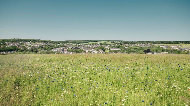 Eine grüne Wiese mit bunten Blumen und einem klaren Himmel. Im Hintergrund sind sanfte Hügel und ein kleines Dorf sichtbar.