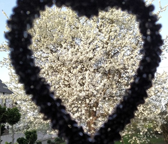 Kirschbaum, &copy; Christel Seterhenn