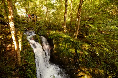 Wanderer stehen auf einer Holzbrücke über einem Wasserfall im grünen Wald.