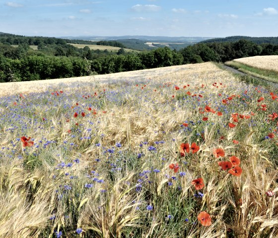 Weitblick genießen, © Schieferland Kaisersesch/Christoph Gerhartz