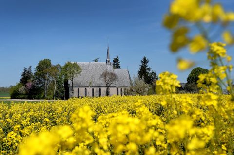 Eine malerische Kirche steht zwischen goldenen Rapsfeldern. Der Himmel ist klar und blau, was eine ruhige Atmosphäre schafft.