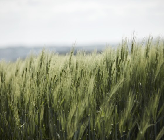 Eifelh&ouml;hen und Brohlbachtal, &copy; Schieferland Kaisersesch, Marco Rothbrust