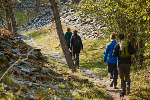 Eine Gruppe von Wanderern geht auf einem schmalen Pfad durch einen Wald. Die Sonne scheint, und die Landschaft ist von Bäumen und Steinen umgeben.
