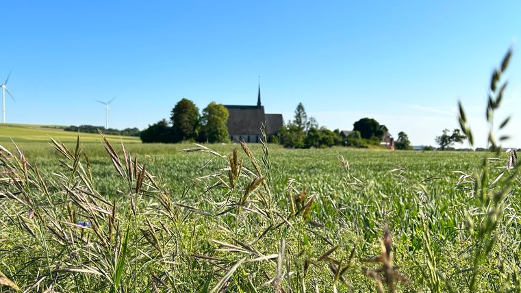 A wide meadow with tall grass and a clear blue sky. In the background, there is a church with a pointed tower.
