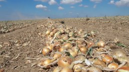 Zwiebeln, &copy; Hofladen Adams