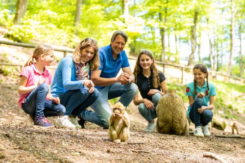 Eine Familie beobachtet lächelnd eine Gruppe von Affen in einer Waldumgebung. Die Sonne scheint durch die Bäume und schafft eine freundliche Atmosphäre.