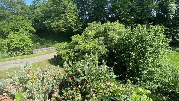 Eine grüne Landschaft mit dichten Büschen und Bäumen. Im Vordergrund sind Pflanzen mit bunten Blüten zu sehen.