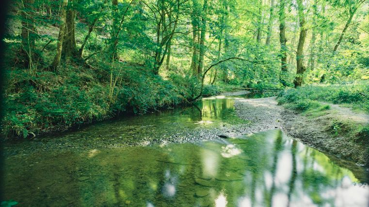 Ein ruhiger Bach fließt durch einen grünen Wald. Die Sonne scheint auf das klare Wasser und die Umgebung ist üppig bewachsen.