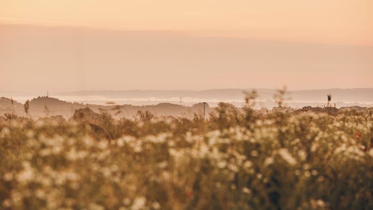 Orange-rosafarbener Himmel bei Sonnenaufgang. Im Vordergrund befindet sich ein Feld mit Wildblumen.