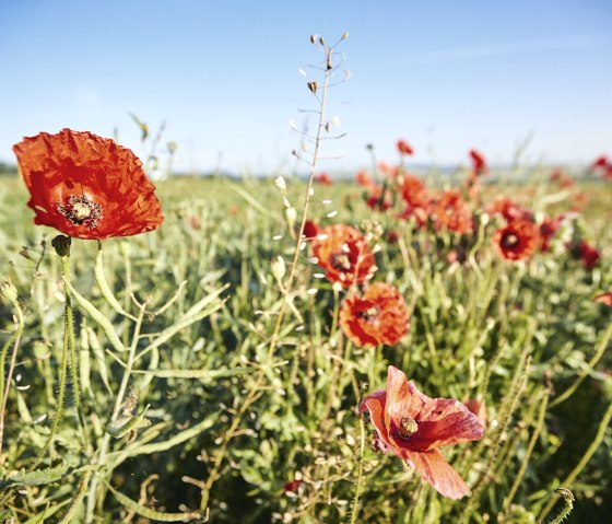 Mohnblumen, © Marco Rothbrust, Schieferland Kaisersesch
