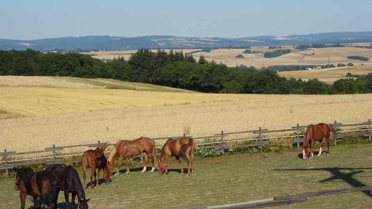 Un groupe de chevaux paît dans un pré. À l'arrière-plan, on peut voir des collines douces et un ciel clair.
