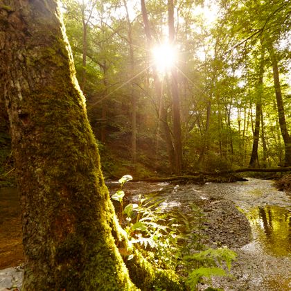 Sonnenlicht fällt durch einen dichten Wald auf einen ruhigen Bachlauf.
