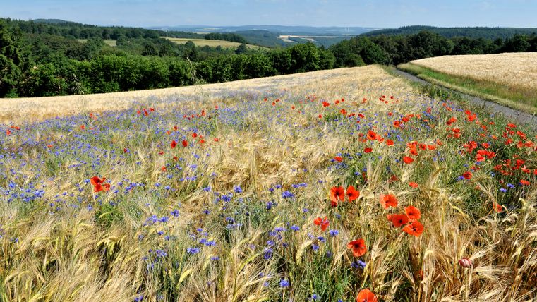 Weitblick über die Felder der Eifel mit blühenden, roten Mohnblumen und blauen Kornblumen.